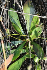 Goodenia trinervis