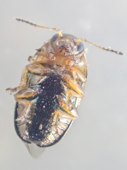 Diachus auratus
