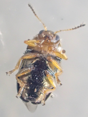 Diachus auratus