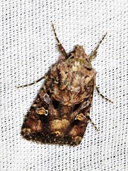 Tycomarptes inferior