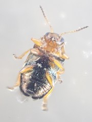 Diachus auratus