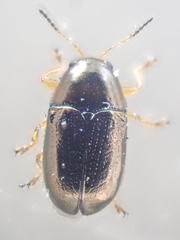 Diachus auratus