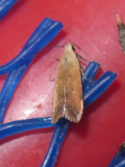 Anacampsis fullonella