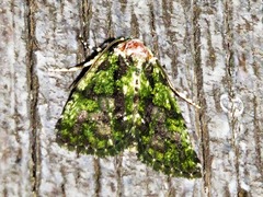 Iambia melanochlora