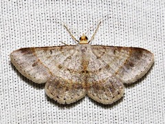 Isturgia catalaunaria