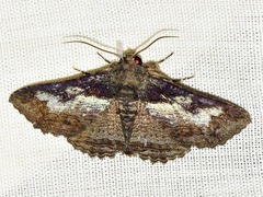 Pericyma mendax