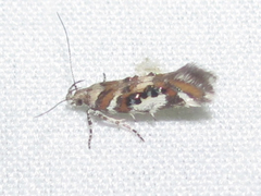 Aristotelia elegantella