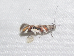 Aristotelia elegantella