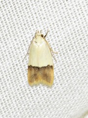 Odites natalensis