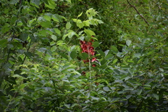 Erythrina crista-galli