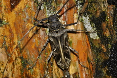 Macropophora accentifer