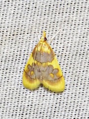 Sameodesma xanthocraspia