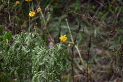 Euryops chrysanthemoides