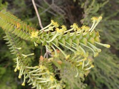 Struthiola argentea