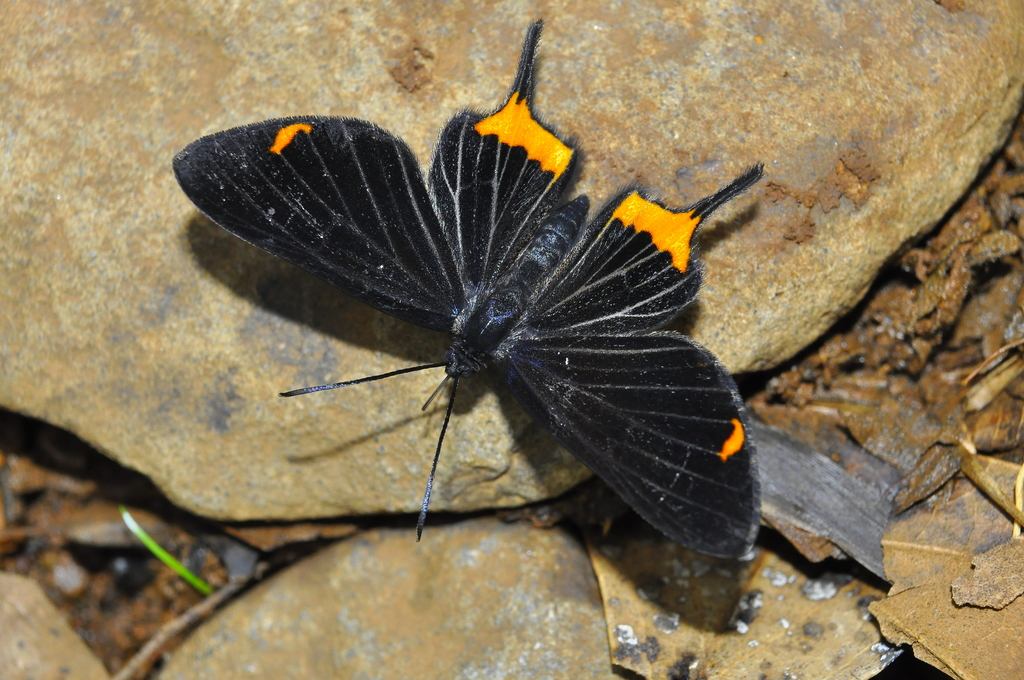 Barbicornis basilis