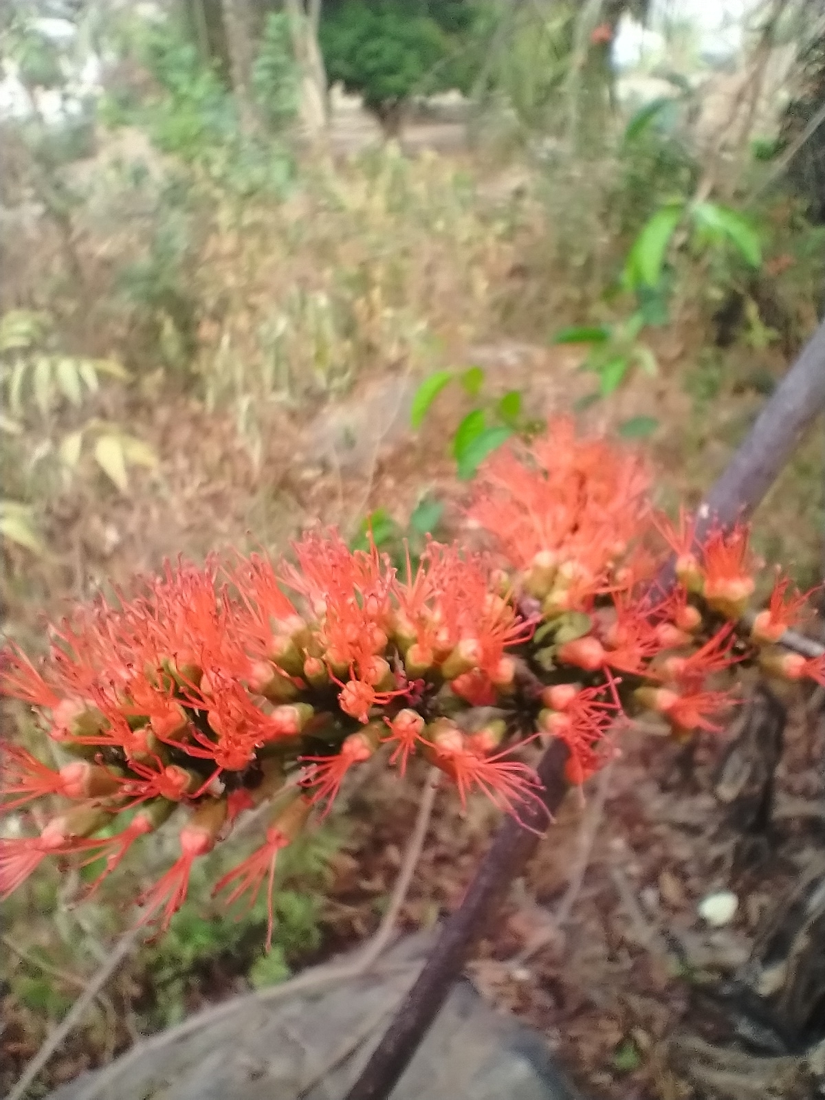 Combretum paniculatum