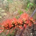 Forest Flame-Creeper - Photo (c) Babajide Agboola, some rights reserved (CC BY-NC), uploaded by Babajide Agboola