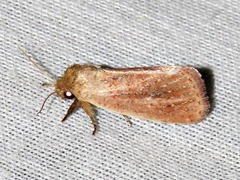 Aspidifrontia rufescens