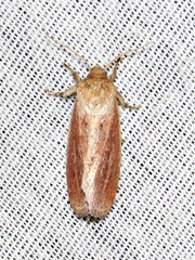 Aspidifrontia rufescens