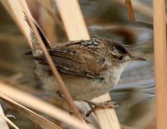 Cistothorus palustris plesius