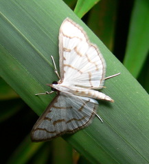 Lamprophaia
