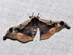 Holocerina smilax