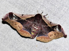 Holocerina smilax
