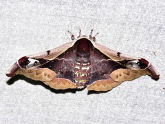 Holocerina smilax