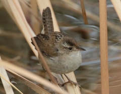 Cistothorus palustris plesius