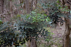 Harpephyllum caffrum