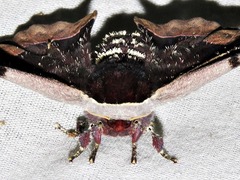 Holocerina smilax
