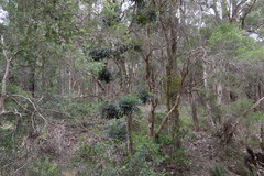 Harpephyllum caffrum