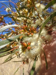 Eucalyptus leptophylla