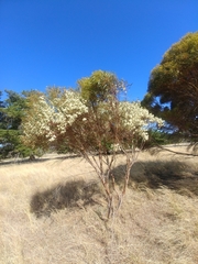 Eucalyptus leptophylla