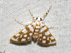 Obtusipalpis pardalis