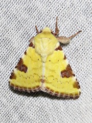 Heliothis flavirufa