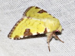 Heliothis flavirufa