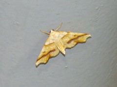 Plagodis phlogosaria