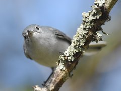 Polioptila caerulea