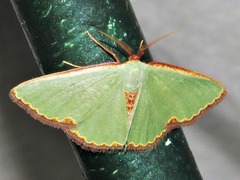 Heterorachis devocata devocata