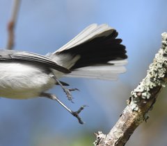 Polioptila caerulea