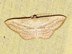 Scopula deserta