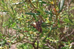 Metallarcha diplochrysa