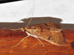 Uresiphita gilvata