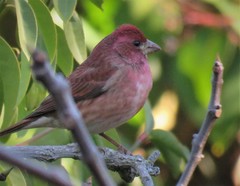Haemorhous purpureus californicus