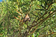 Metallarcha diplochrysa