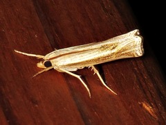Ancylolomia planicosta