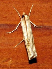 Ancylolomia planicosta