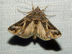 Autographa flagellum