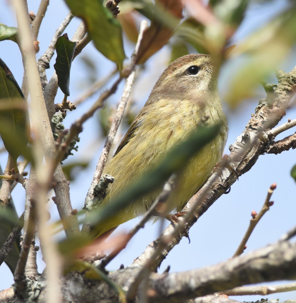 Western Palm Warbler from Miami-Dade, Florida, United States on January ...